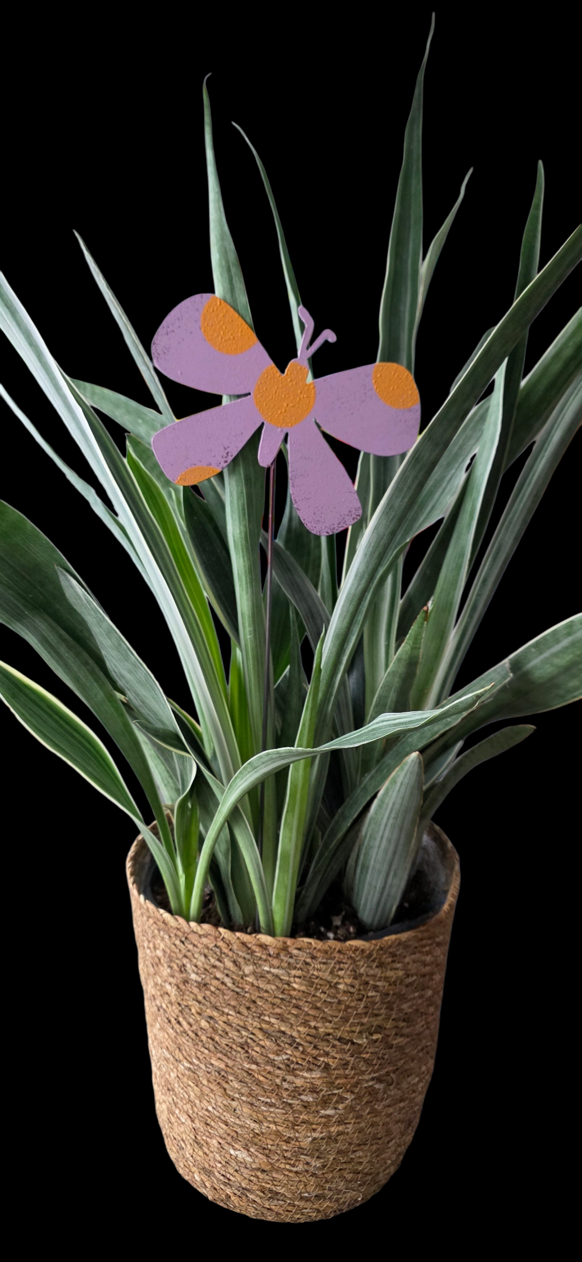 butterfly | hha vibes