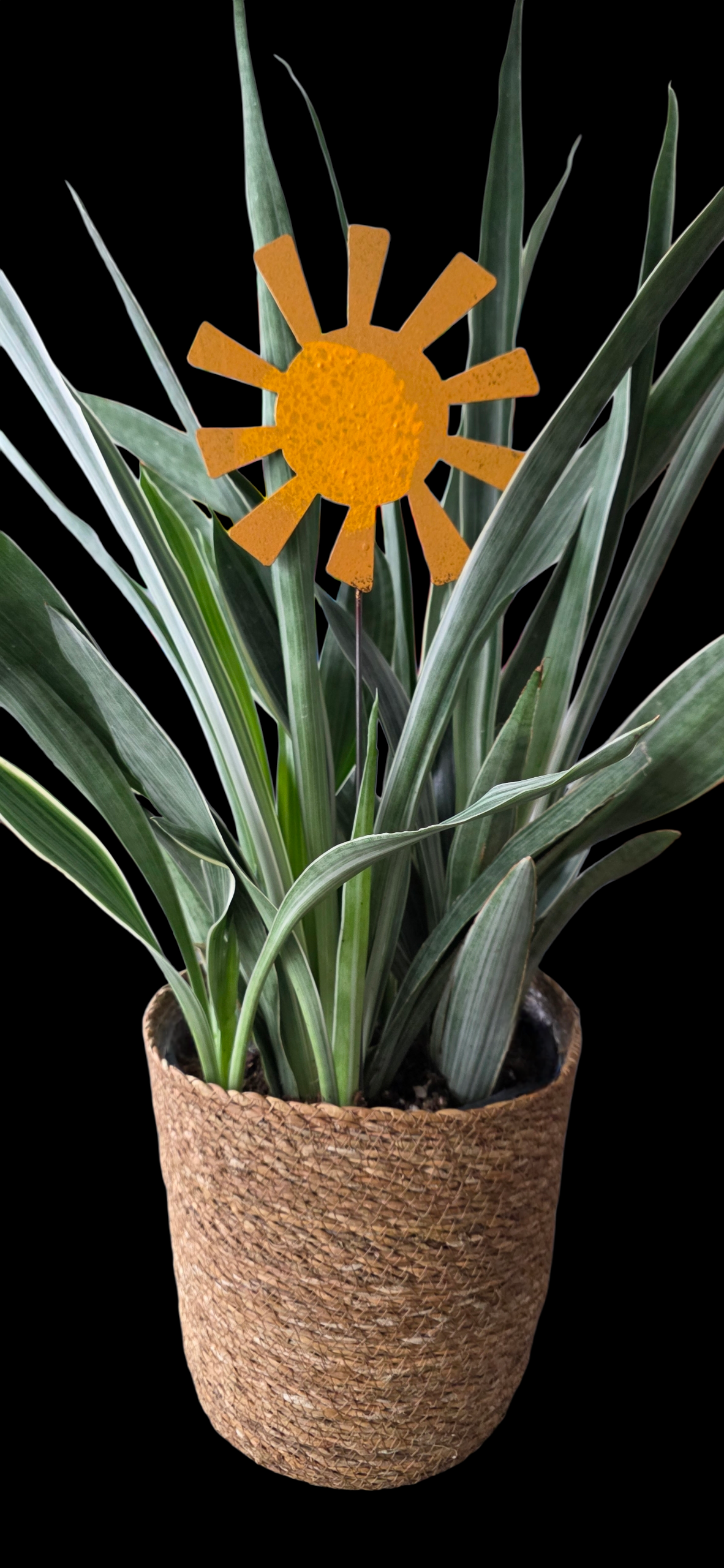 sunshine | hha vibes