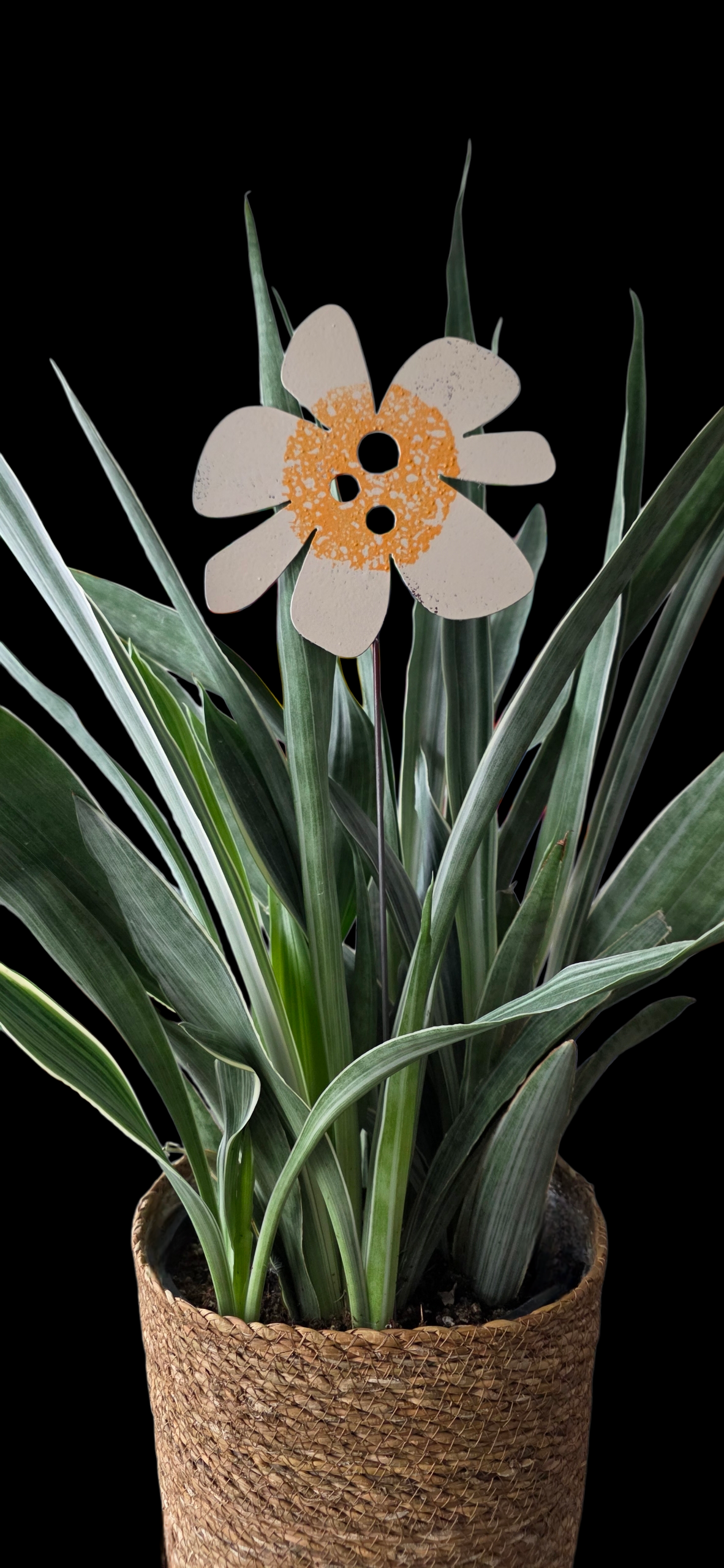 daisy flower | hha vibes